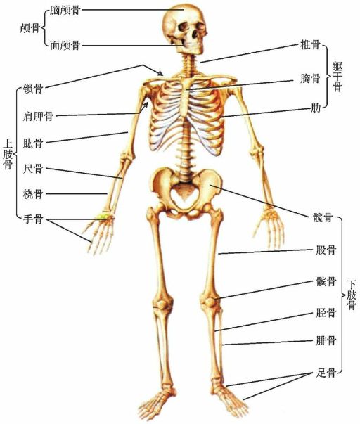 全身骨